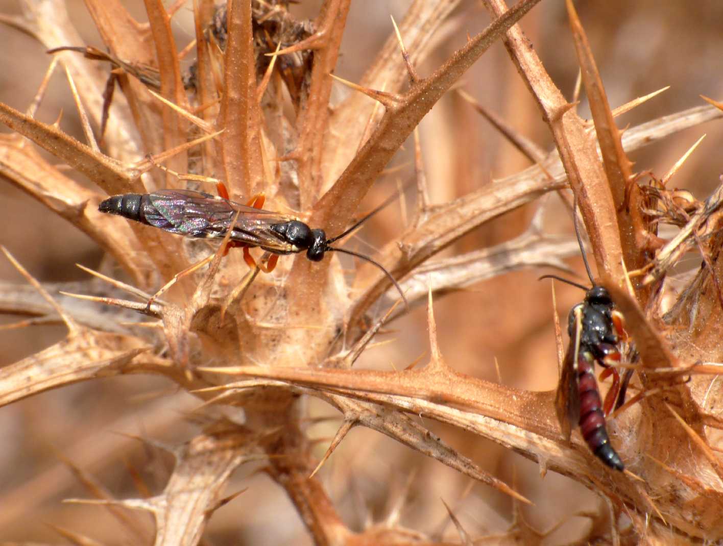 Ichneumonidae Pimplinae: forse maschi di Exeristes sp.,